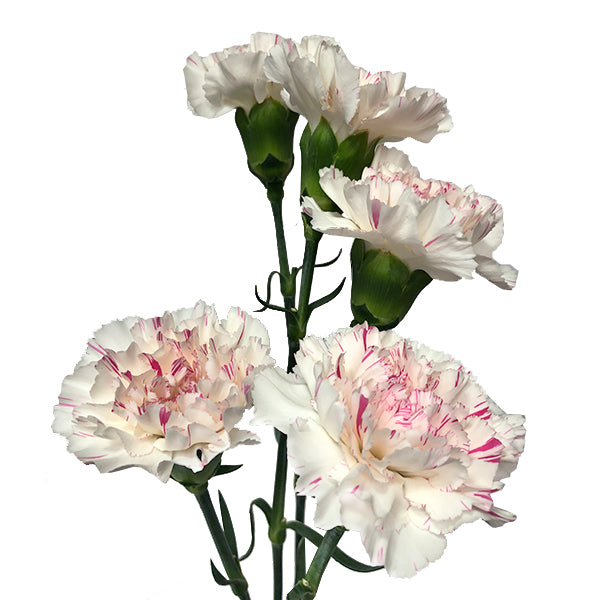 Yukari Cherry 25szt